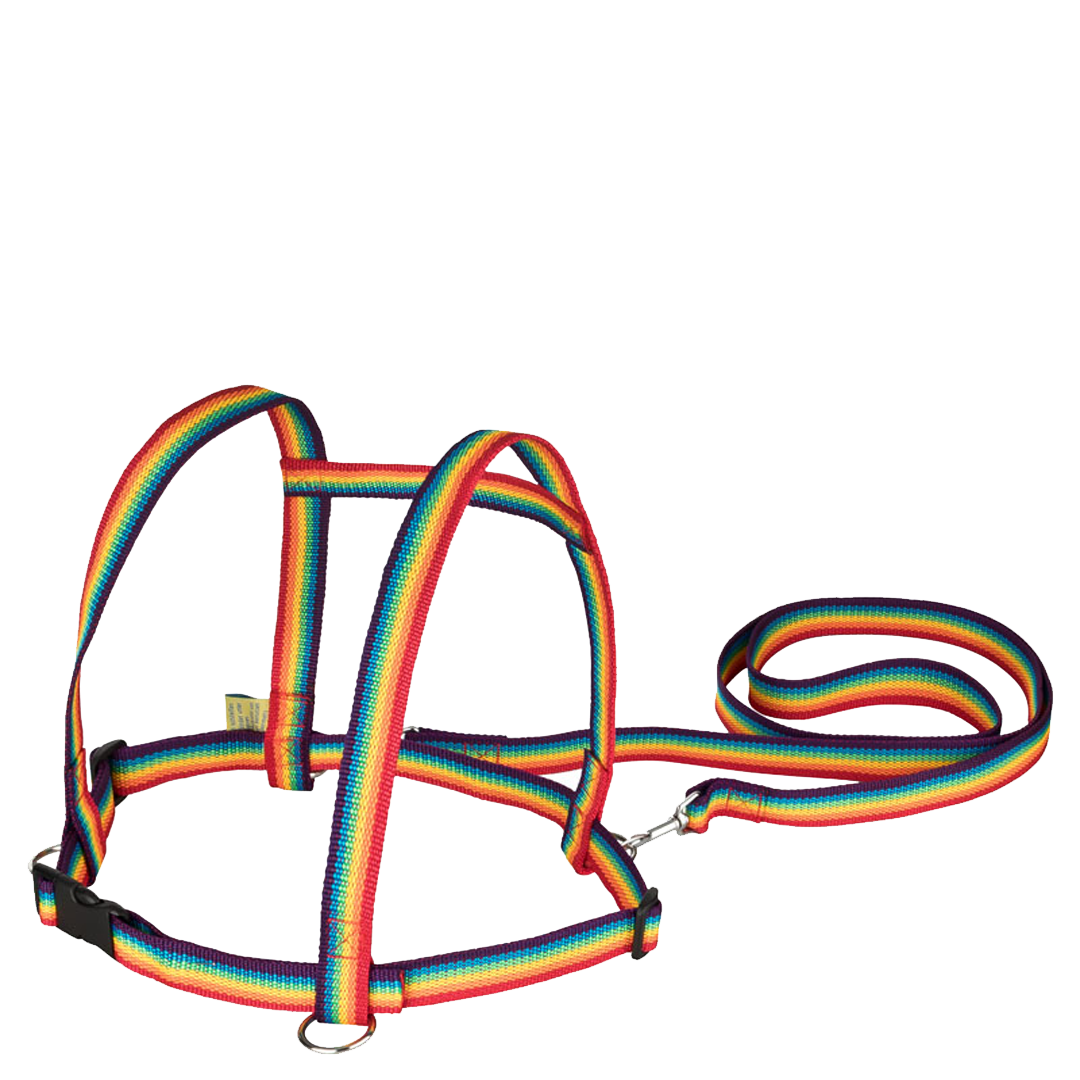 Zügelmatz in Regenbogenfarben - piepmatzundgrünschnabel