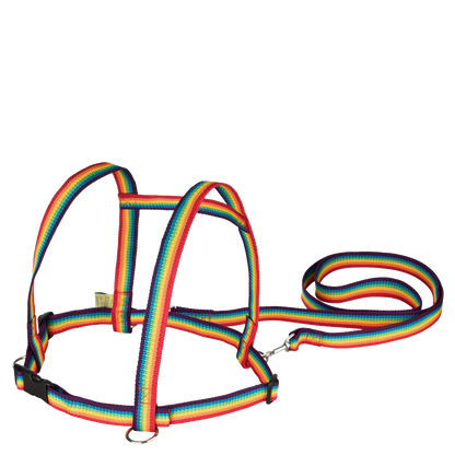 Zügelmatz in Regenbogenfarben - piepmatzundgrünschnabel