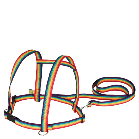 Zügelmatz in Regenbogenfarben - piepmatzundgrünschnabel